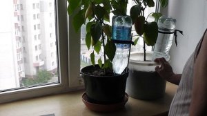 Помидоры на балконе часть 8 автополив.