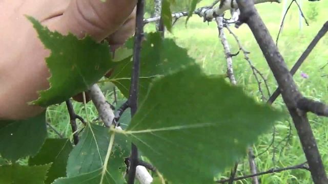 Продам сувель березы размеры 200*200*120 заказ по ссылке https://vk.com/public142130349 березовый смотреть онлайн