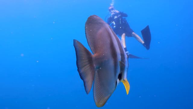 Veligandu Diving May 2019 - Rasdhoo Atoll - UHD смотреть онлайн