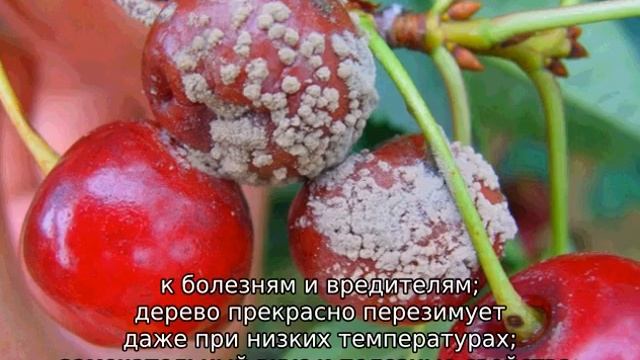 Черешня Черный принц смотреть онлайн