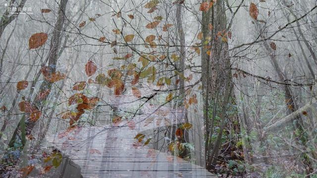 пение птиц в лесу слушать онлайн бесплатно для сна и детей в хорошем качестве для релакса и сна смотреть онлайн