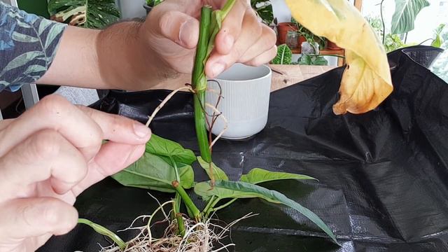 Philodendron maximum propagation (with 3-month updates!) смотреть онлайн