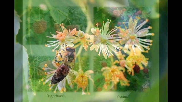 Сезонныя змяненні экасістэм смотреть онлайн