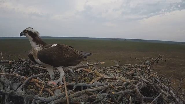 Скопа_Красный Бор_Самец принес рыбу и сразу унес (16 апреля 16:24) смотреть онлайн