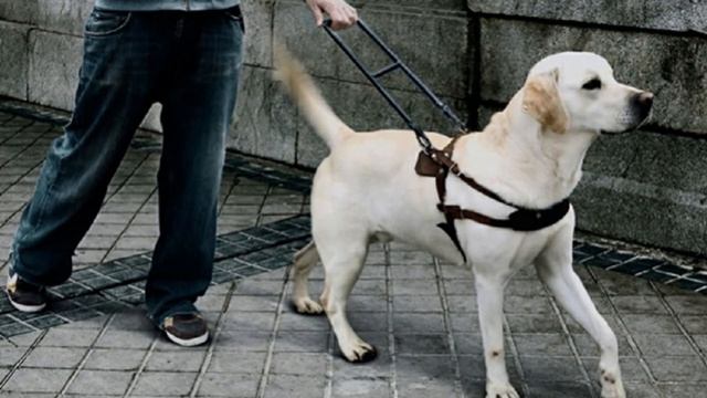 Буктрейлер по книге Михаила Самарского "Радуга для друга" смотреть онлайн