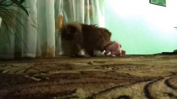 Скрытая камера