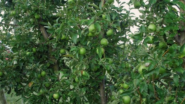 Granny Smith Apples | Bite Size смотреть онлайн