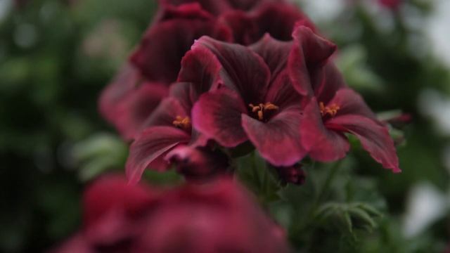 Pelargonium Grandiflorum - Elegance Chocolate - Geranium With Flowers In Spectacular Colours