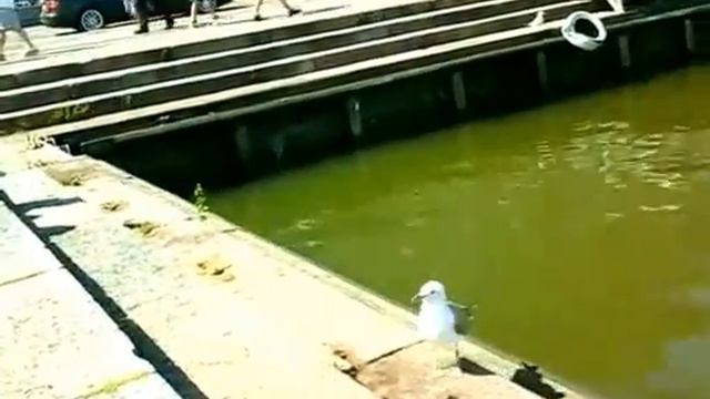 Финляндия. Хельсинки ..базар...порт..сколько стоит билет на паром в Стокгольм...круизный лайнер смотреть онлайн