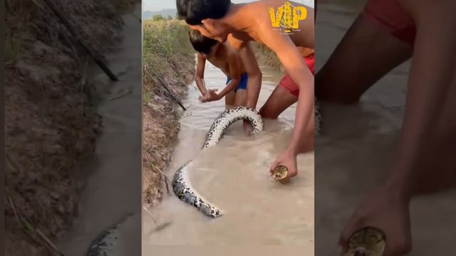 2 Brother find a crab but they meet a big PYTHON in the hole смотреть онлайн
