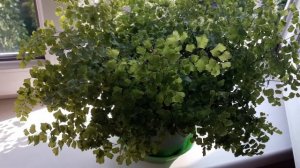 Папоротник АДИАНТУМ или ВЕНЕРИН ВОЛОС Уход в домашних условиях.