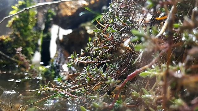 Как быстро создать палюдариум смотреть онлайн