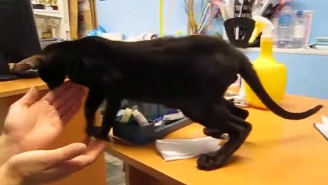 Callisto. Черный ориентальный котенок в современном типе смотреть онлайн