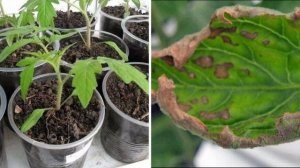 Скручиваются листья у рассады! 5 причин почему скручиваются листья и что можно сделать.