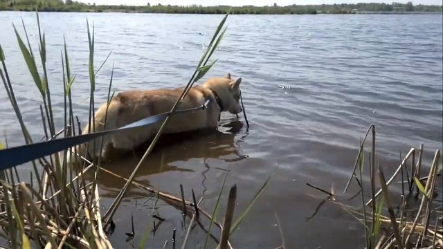 Хаски водоплавающий смотреть онлайн