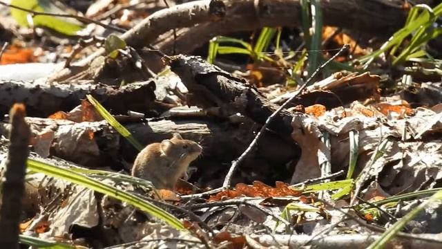 Полевка в Битцевском лесу смотреть онлайн