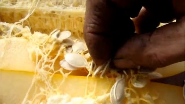 Кабачки на семена смотреть онлайн