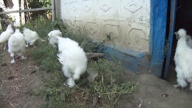 Подростки Китайской Шелковой Абориген (КША) смотреть онлайн
