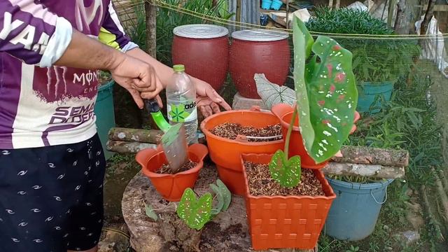 Keladi Hias | Ide Stand Pot Bunga Sederhana Tapi Klasik смотреть онлайн