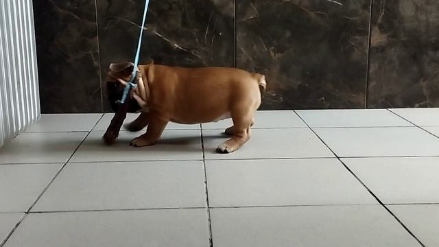 Продажа французского бульдога смотреть онлайн