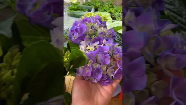 Гортензия Code De Azur