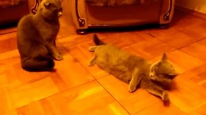 спаривание котов. Вислоухий кот.