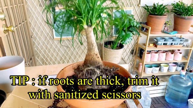 HOW TO MAKE PONYTAIL PALM BONSAI смотреть онлайн