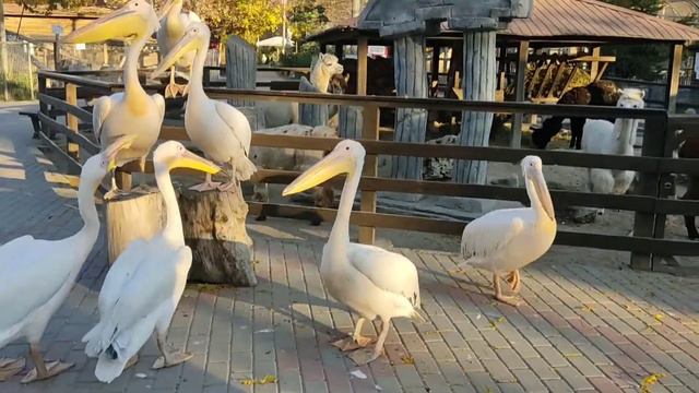 Пеликаны🤗 мы их называем ,,Барабульки ,,очень любят играть 🤹 смотреть онлайн