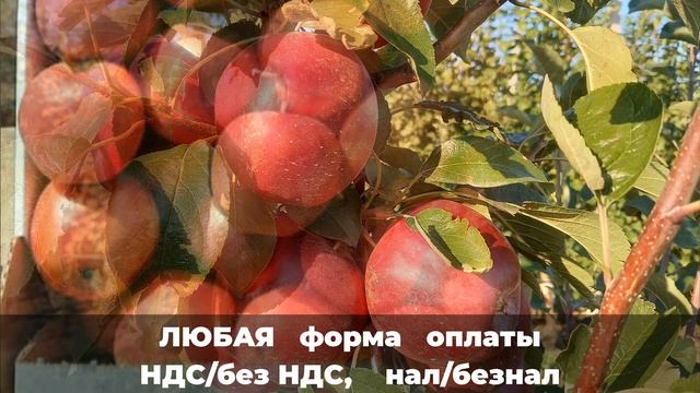 Сорт яблок Моди смотреть онлайн