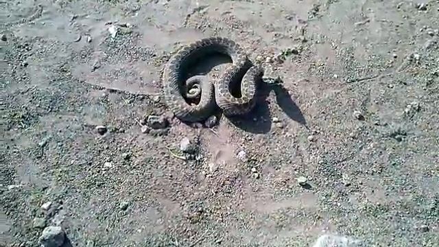 Степная красавица. ( В мире животных) 05.10.21 смотреть онлайн