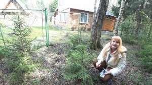 ЕЛКА НА ДАЧУ. ВЫКОПАЙ ГРАМОТНО!!!