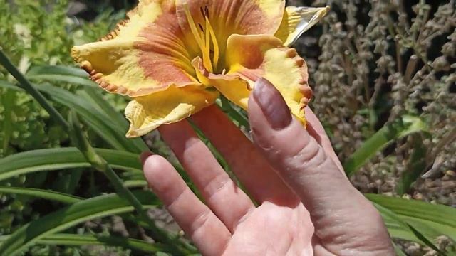 Мой САД! Утренняя прогулка! Мои ГЛАДИОЛУСЫ и другие цветы.