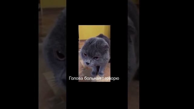 КОТ ГОВОРИТ-ГОЛОВА МОЯ БОЛИТ смотреть онлайн