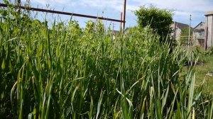 ОВЕС КАК СИДЕРАТ ОСЕНЬЮ !!!