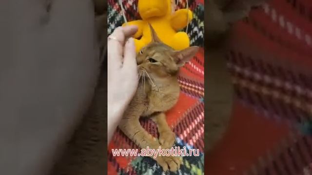 абиссинская кошечка лиса #животные #кошка #продаются #абиссинские #котята #aby #милота #питомник