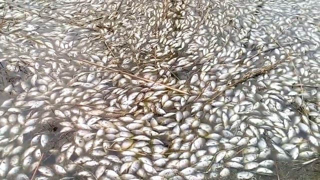 Замор карася . Омская обл. д. Саратово. смотреть онлайн