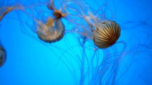 ГОЛУБОЙ цвет. Море, небо, полный релакс. Наслаждаемся шумом волн и красотой подводного мира.