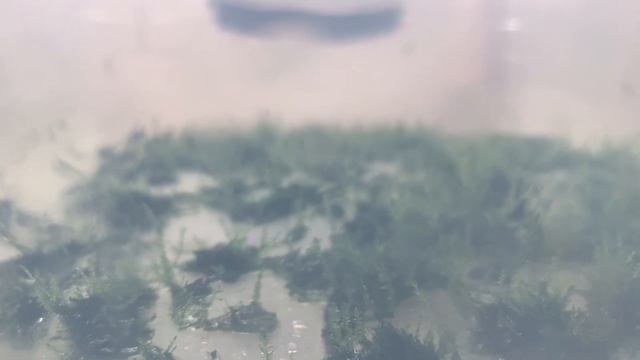 How to Propagate Java Moss!!! - Improved Experiment (2 Weeks) смотреть онлайн