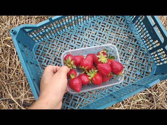 Как нас дурят поставщики рассады клубники из Европы!