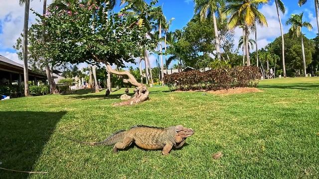 Доминикана 2024 ч.2 | Punta Cana | Grand Bavaro Princess смотреть онлайн