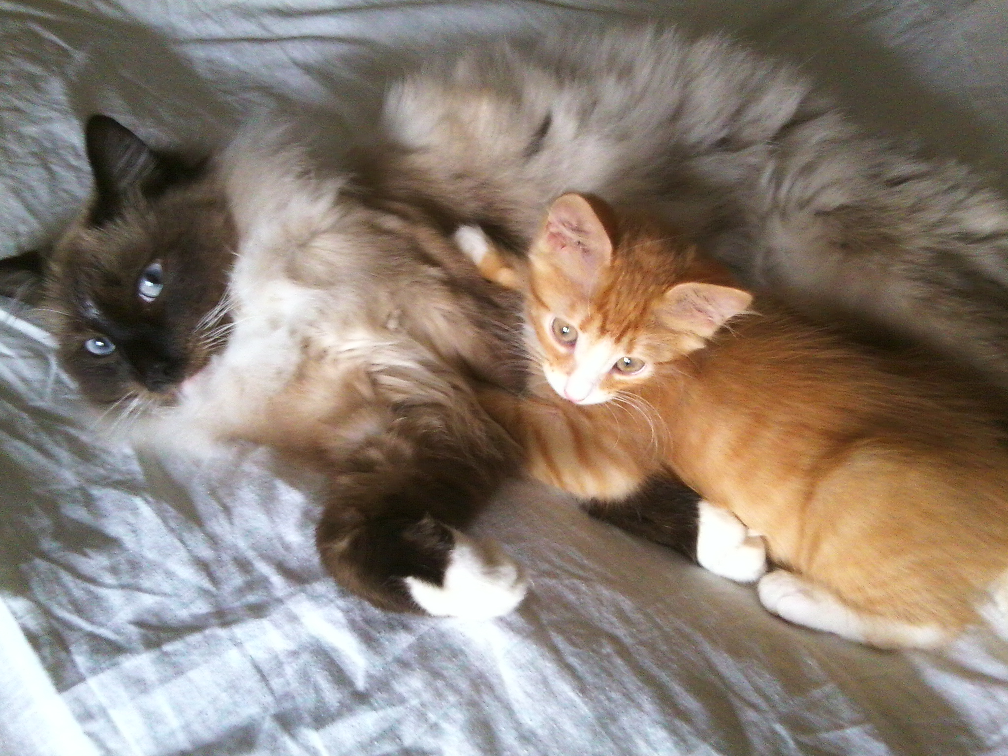 БАСЯ И МАЛЕНЬКАЯ РЫЖКА