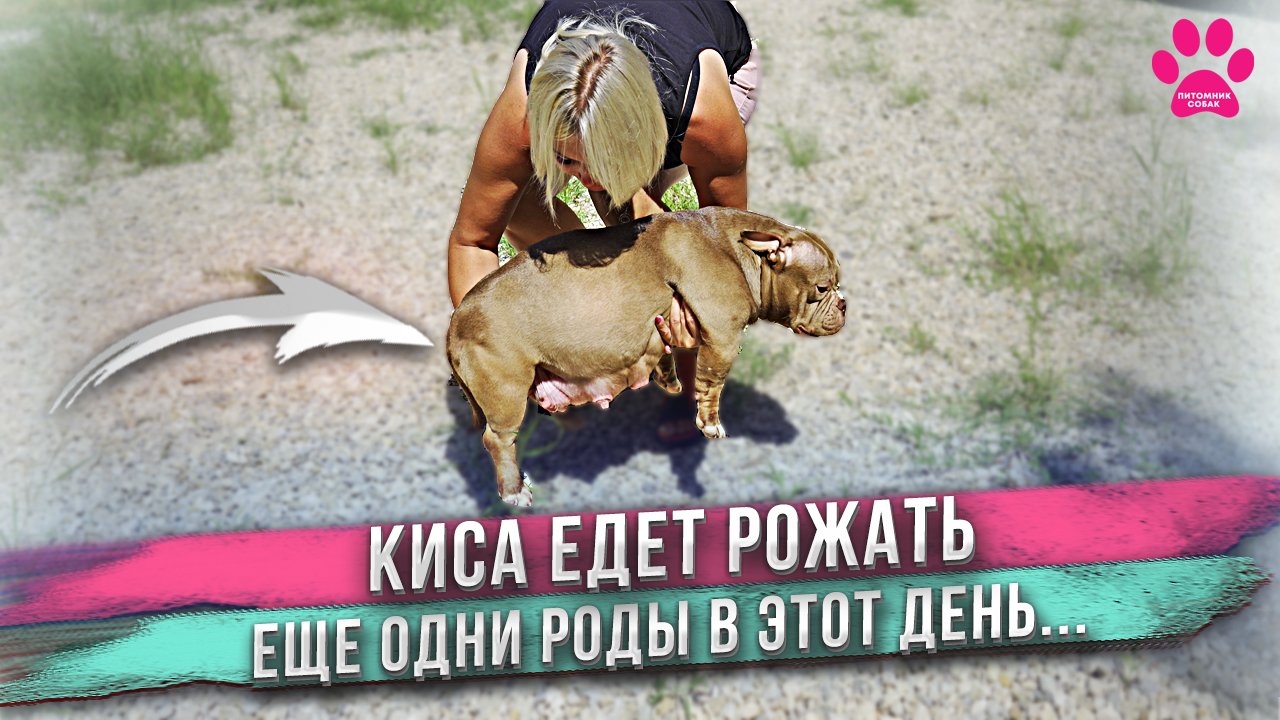 Собака едет рожать прямо сейчас! Вторые роды за утро. смотреть онлайн