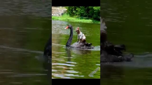 эй шеф ребятам на фронт я там уже был и знаю каково это 2202 2003 4591 2586 сбер смотреть онлайн