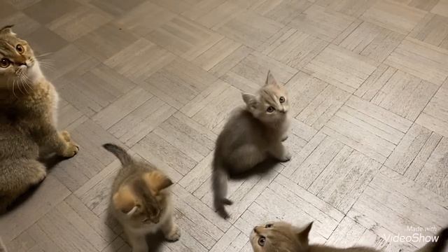 Малыши котята?Скоро нужно в новый дом?Как жалко расставаться/Наши Кошки и Барни Olga Kirchgessner смотреть онлайн