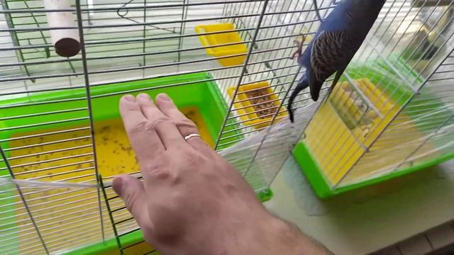 6 минут из жизни волнистых попугаев смотреть онлайн