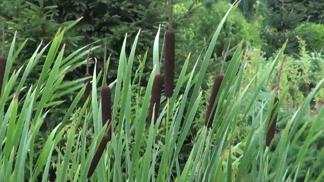 sony cx 700 ve смотреть онлайн