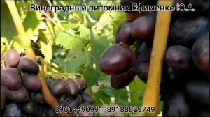 виноград Лара