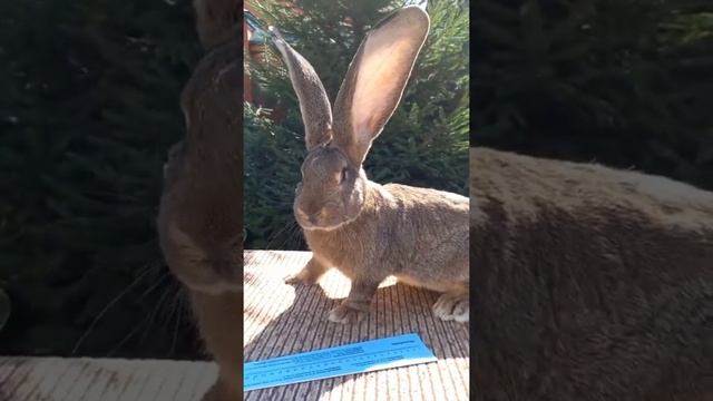 РИЗЕН АГУТИ ОБЗОР ПЕРВЫХ ТРЕХ ЛИНИЙ смотреть онлайн