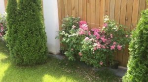 Роза Angela Обзор чуда !!!Лучшая роза в саду !!!