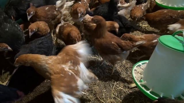 Выращиваю черную львинку для своих курочек, цыплят и перепелок. смотреть онлайн